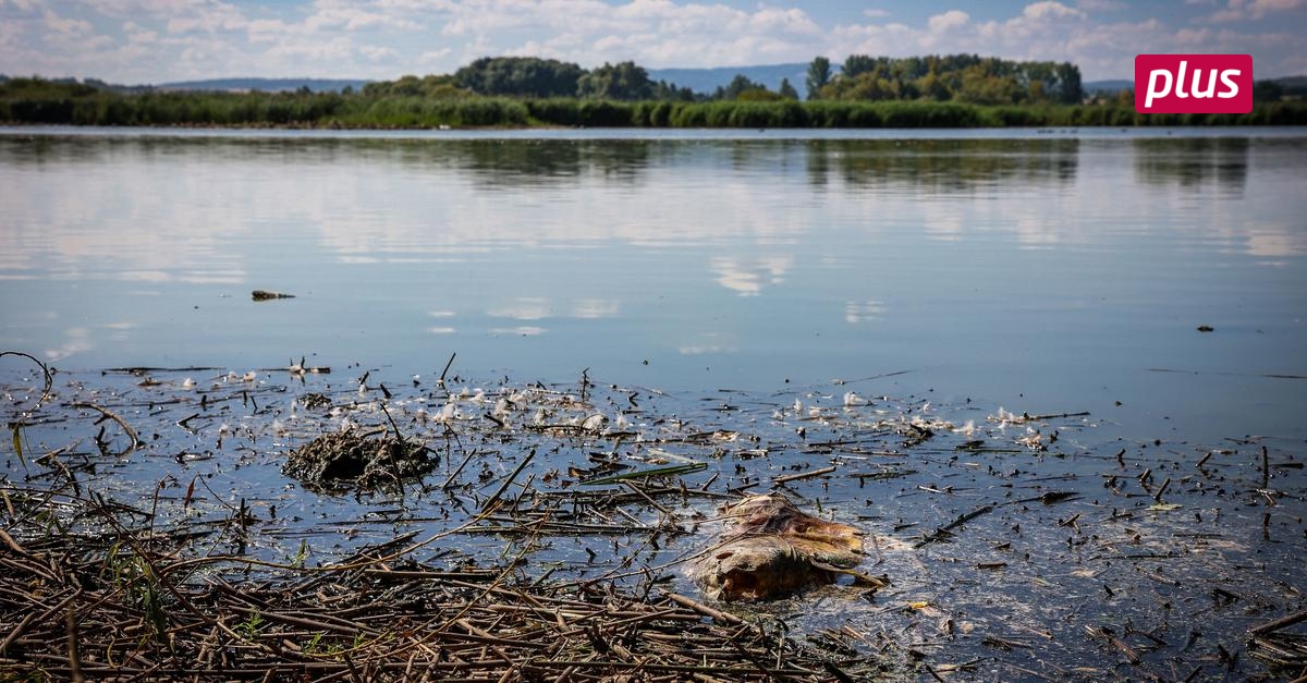 Nach dem Fischsterben Reinheimer Teich bleibt gesperrt